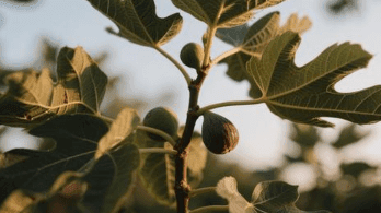 The Messiah’s Path From Bethany To Jerusalem : Compassion