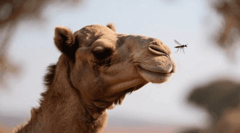 Blog Straining the Gnat, Swallowing the Camel Lessons on Spiritual Blindness1-min